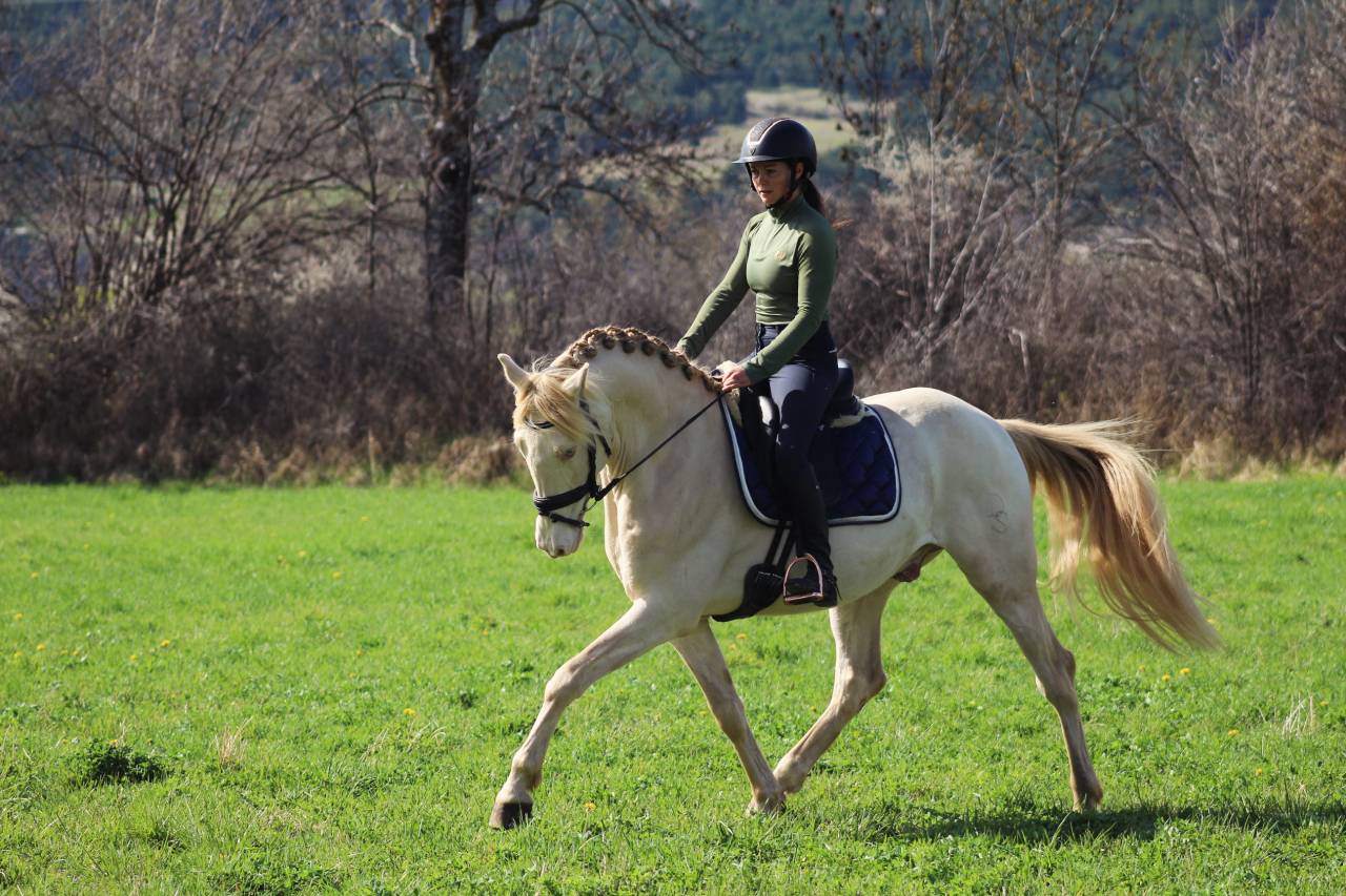 Cheval crème PRE