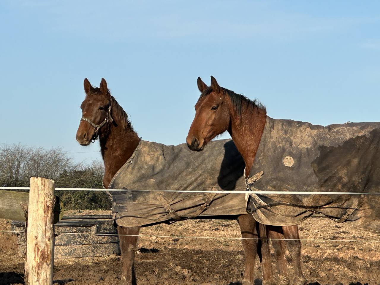 Hongre de un an par Hurricane de Champloue
