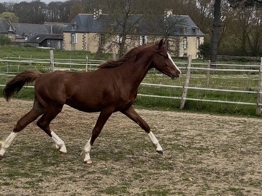 Chic mâle pour sport et élevage 