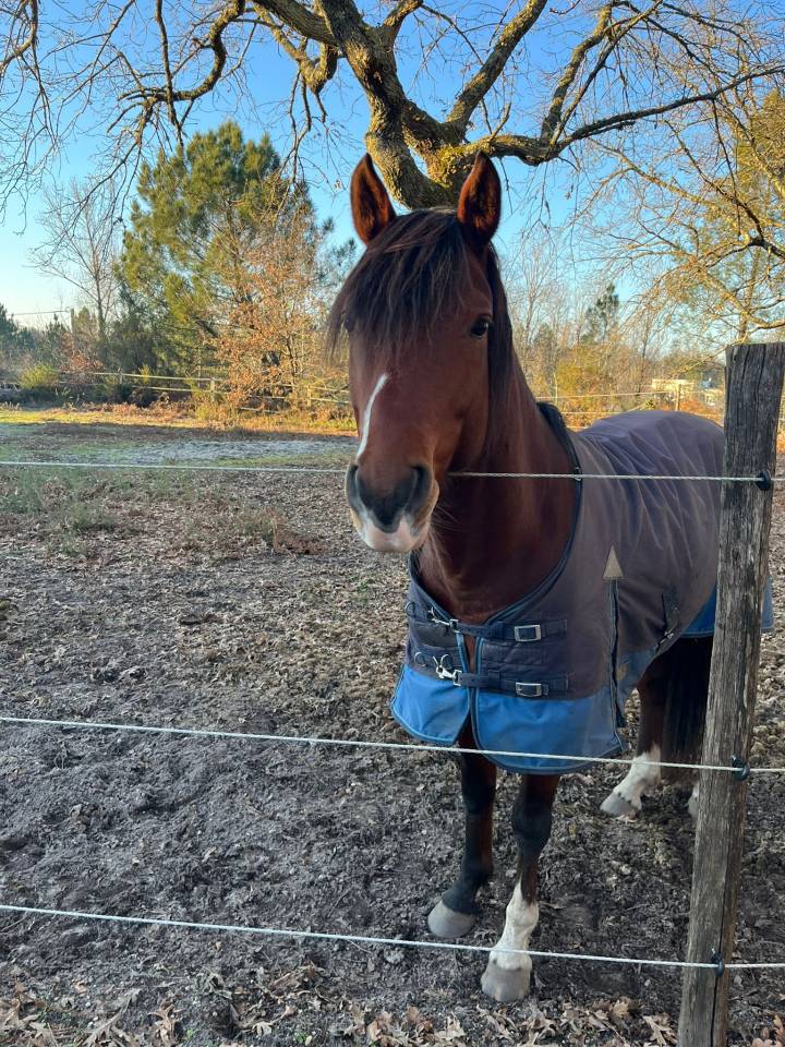  Urgent Av entier 8 ans 