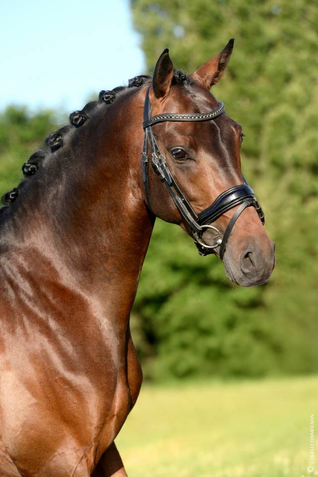 Le Champion de France des 4 ans Dressage !