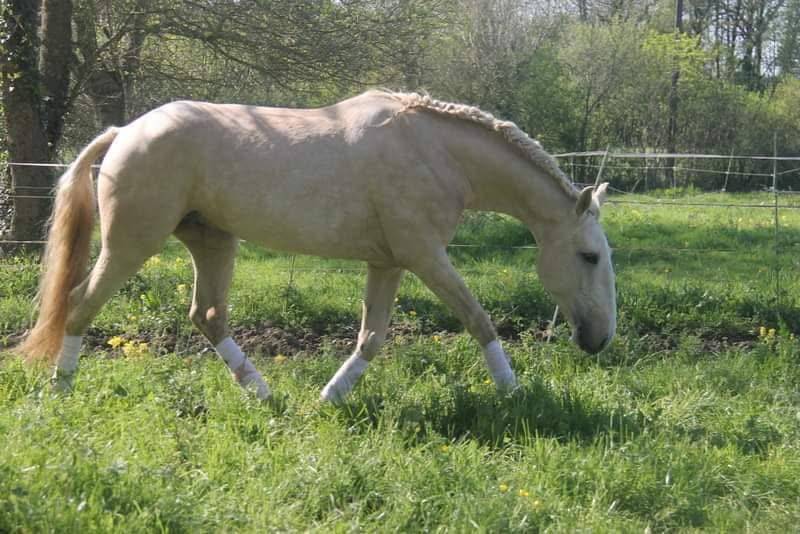 etalon palomino lusitanien 