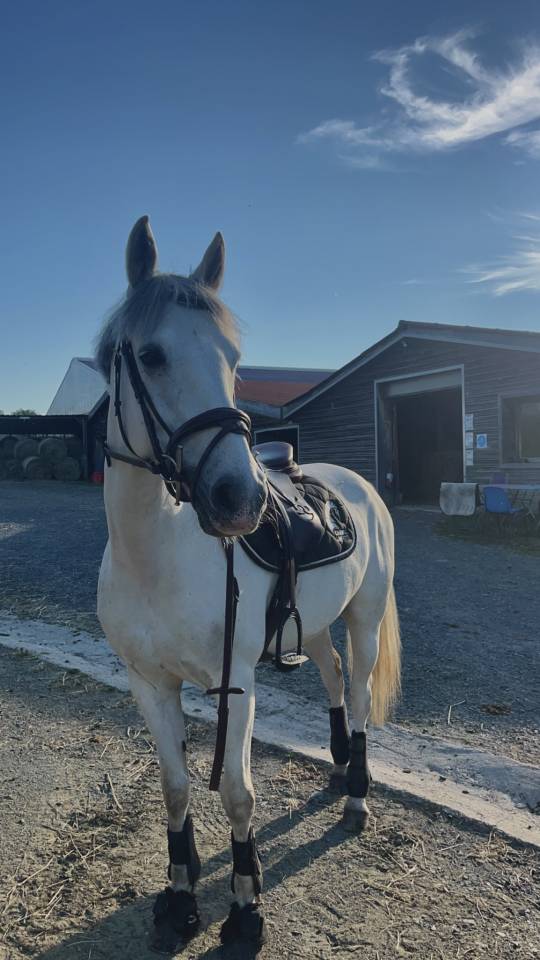 Loue poney de sport 