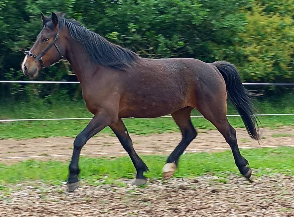 Poney demi sang Shagya 
