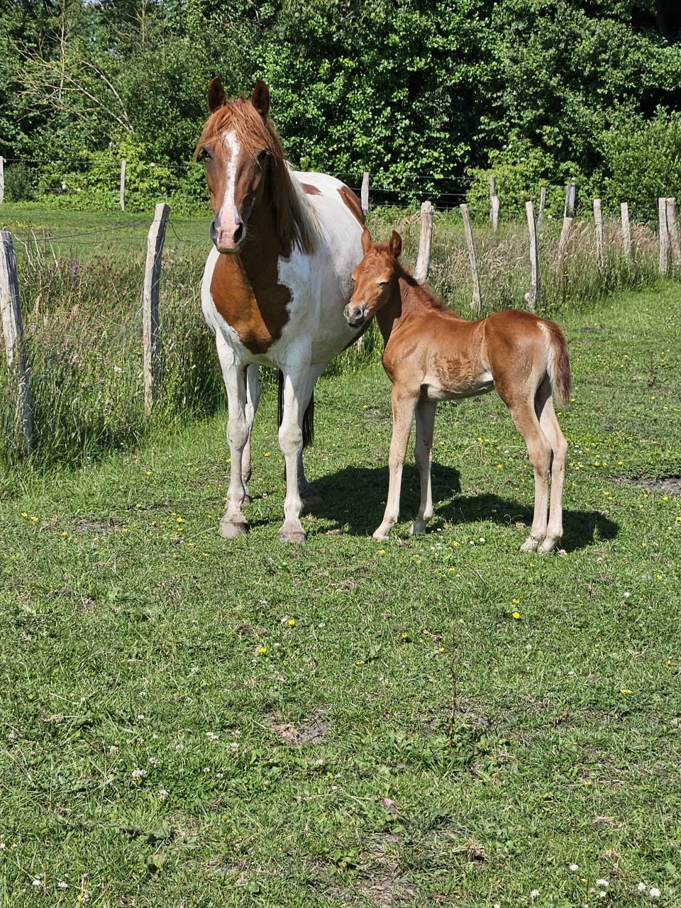 Ponette poulinière pie de 6 ans suite de sa pouliche 