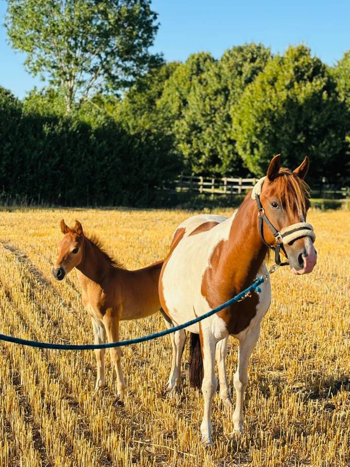 Ponette poulinière pie de 6 ans suite de sa pouliche 