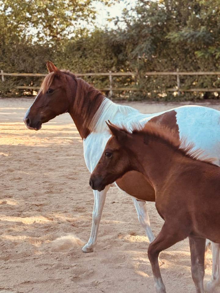 Ponette poulinière pie de 6 ans suite de sa pouliche 