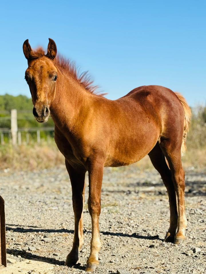 Ponette poulinière pie de 6 ans suite de sa pouliche 