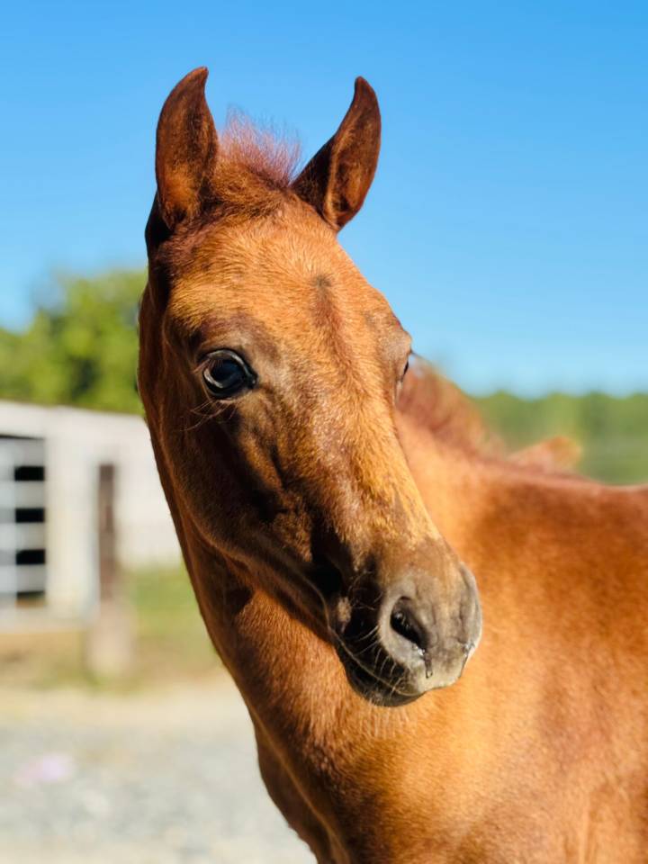 Ponette poulinière pie de 6 ans suite de sa pouliche 
