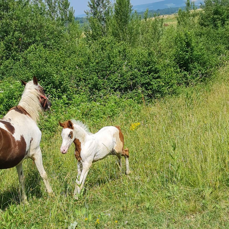 Cheval de couleur 