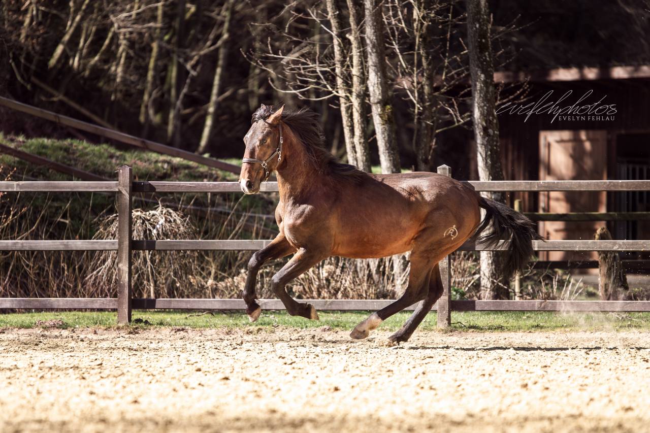 Baroque, young stallion 