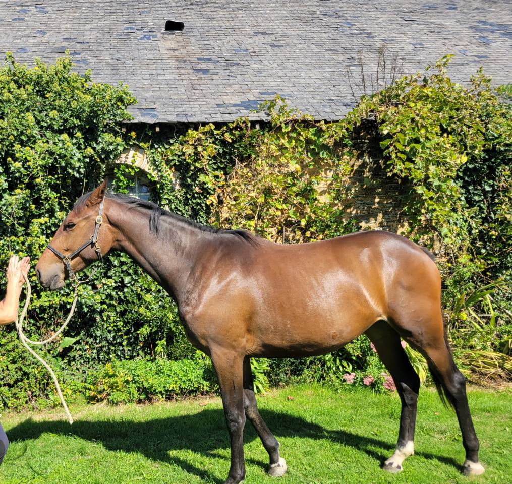 Casallo Z, 2 ans, magnifique pouliche