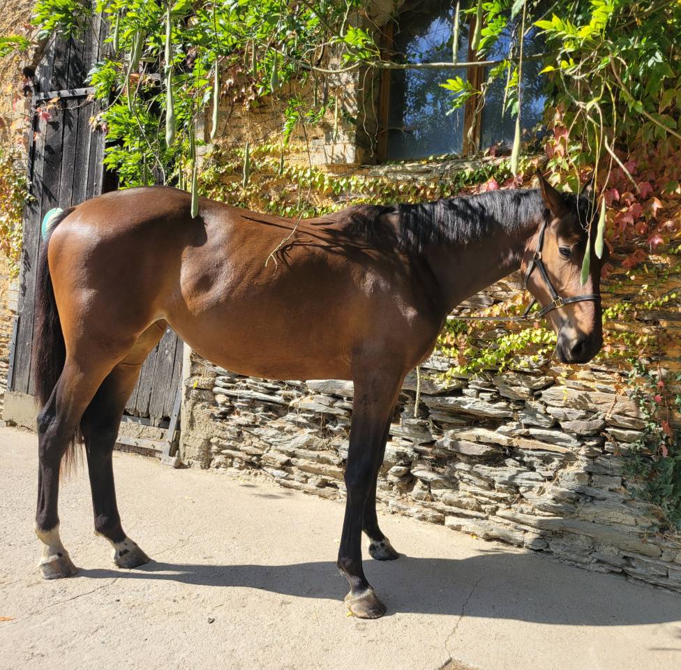 Casallo Z, 2 ans, magnifique pouliche