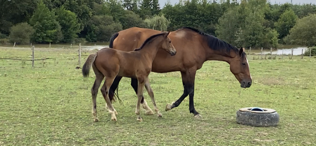 Casallo Z, 2 ans, magnifique pouliche