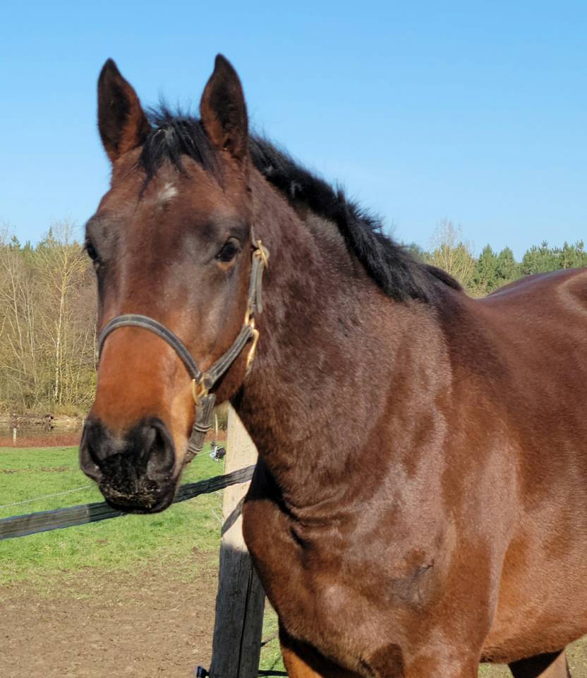 Casallo Z, 2 ans, magnifique pouliche