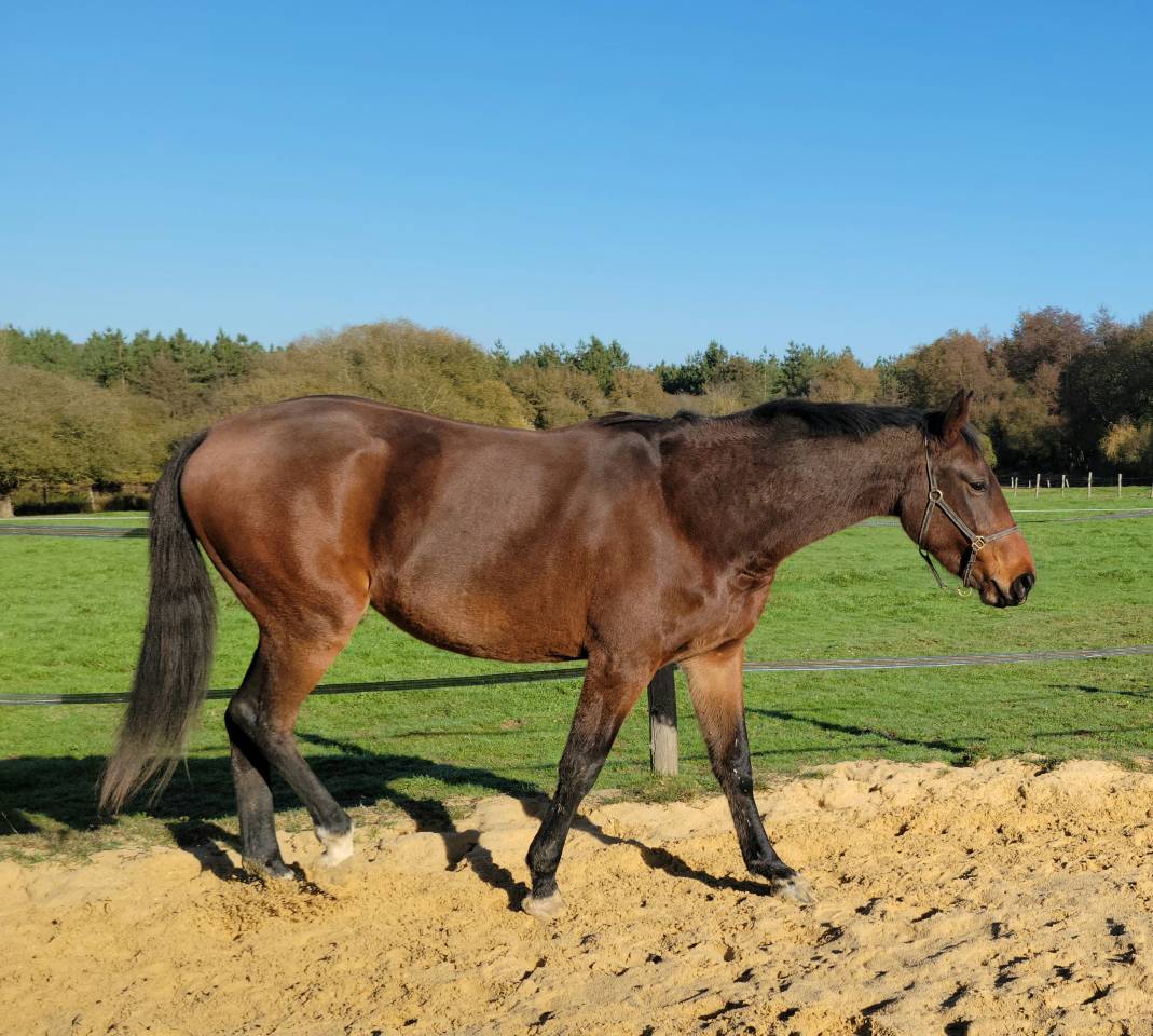 Casallo Z, 2 ans, magnifique pouliche
