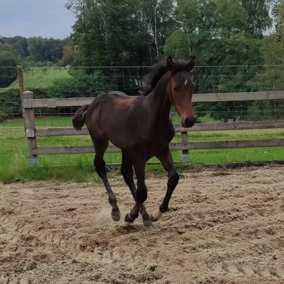 Poulain de sport prometteur pour CSO / CCE