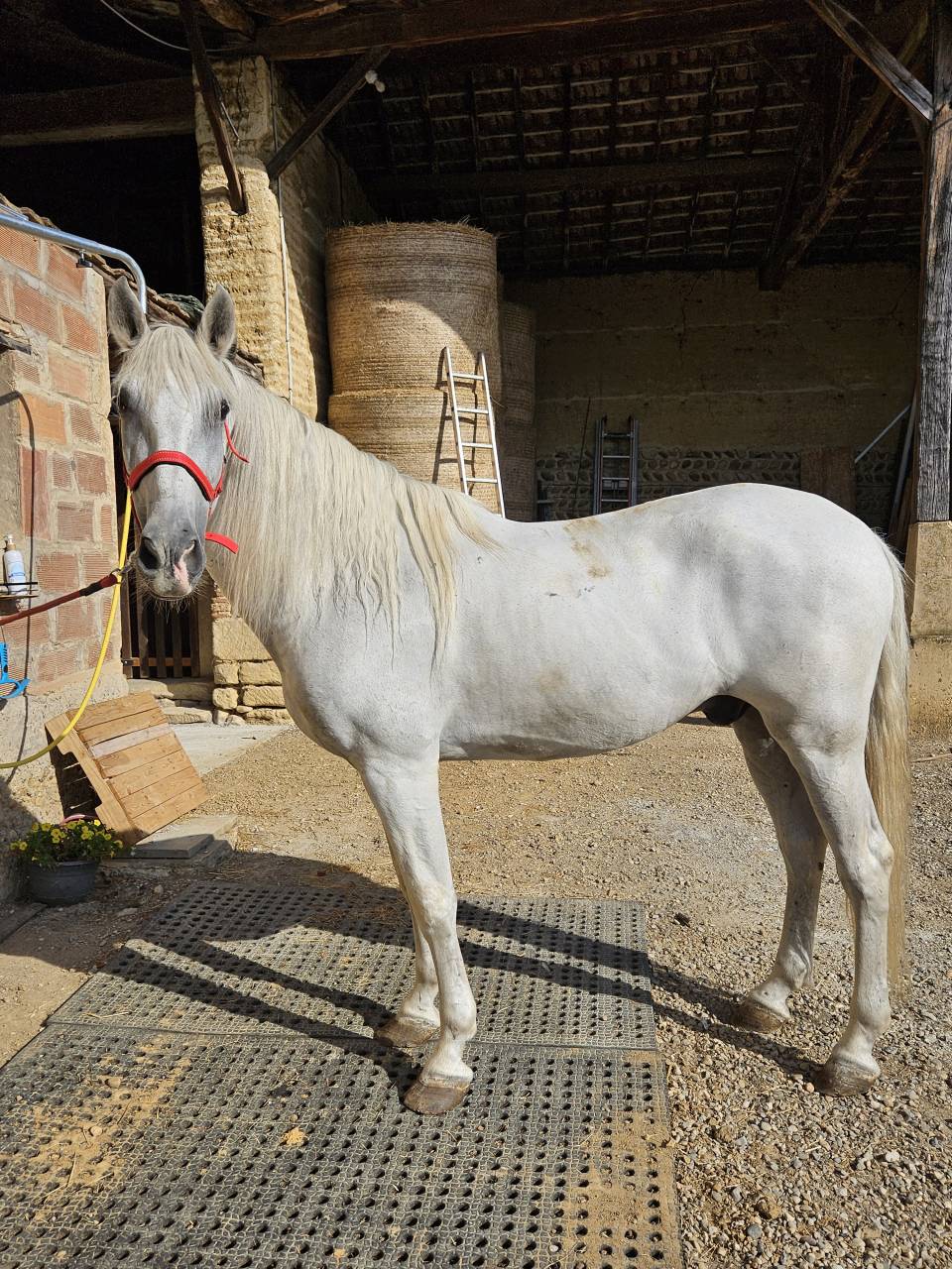 Cheval PRE