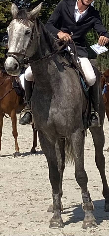 Anglo-Europ Sport Horse FANGIO et Diamant de SEMILLY