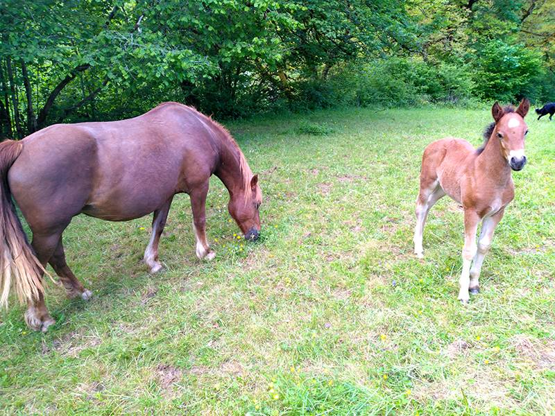 Jument Franche montagne