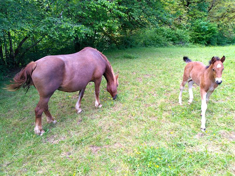 Jument Franche montagne