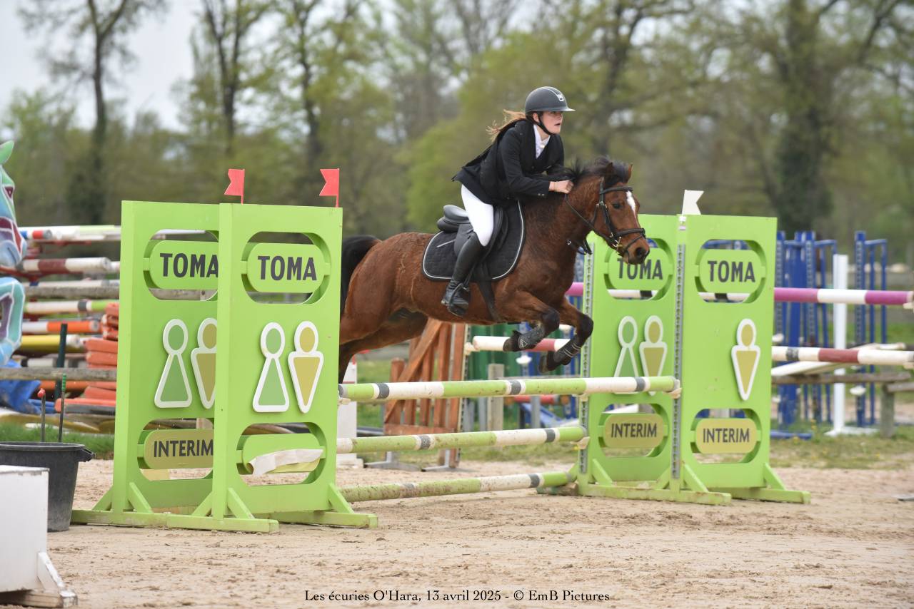  Poney C, hongre de 7 ans,  connemara part bred