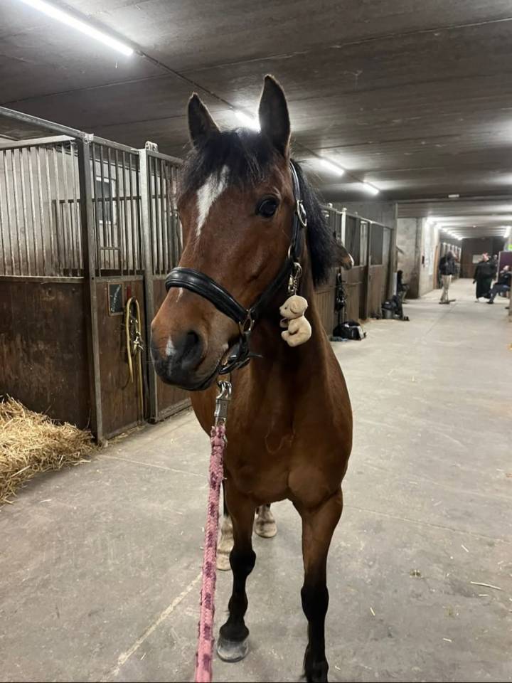  Poney C, hongre de 7 ans,  connemara part bred