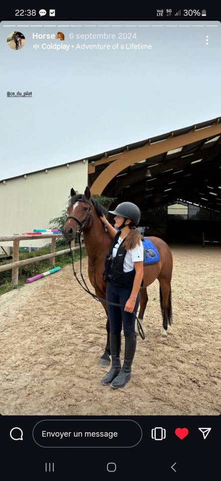  Poney C, hongre de 7 ans,  connemara part bred