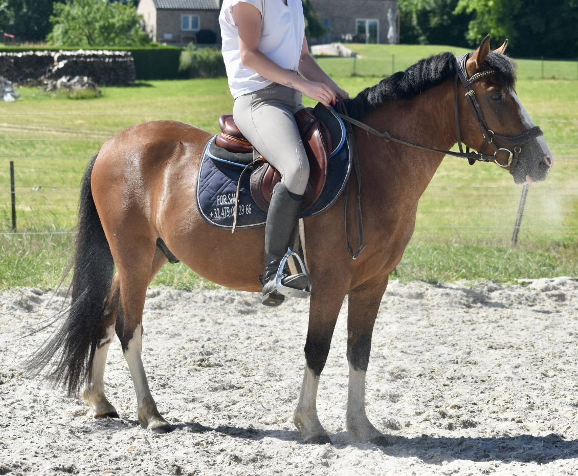 SUPER PONEY