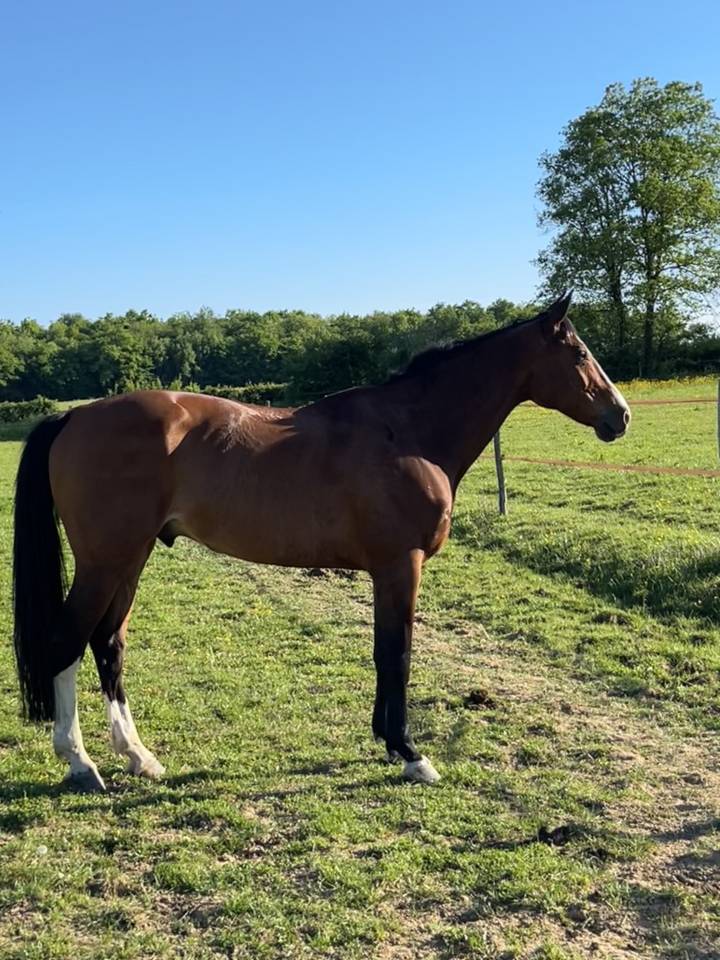 location cheval uniquement ou il est hébergé 