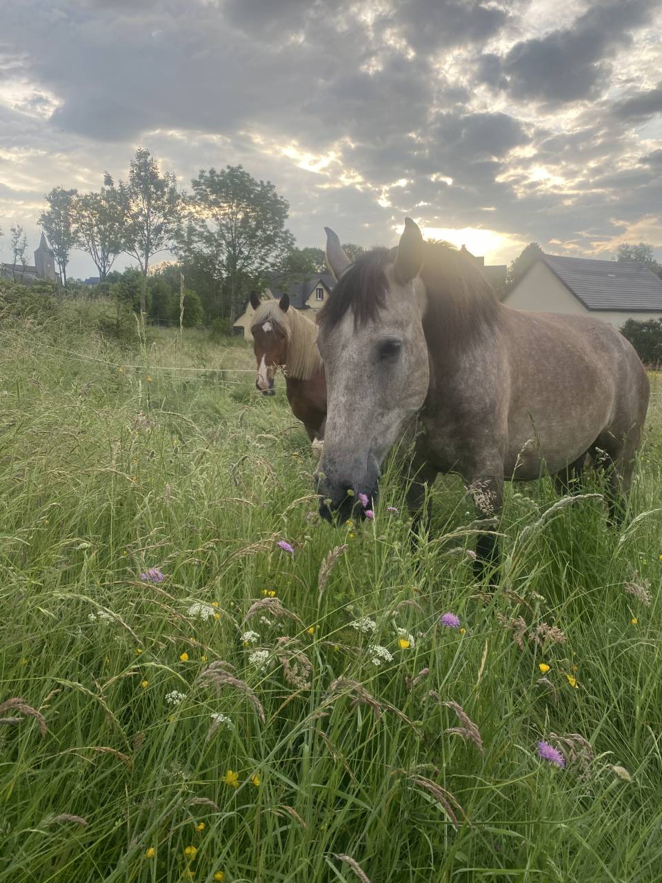 Pension Pr&eacute; & Paddock Paradise