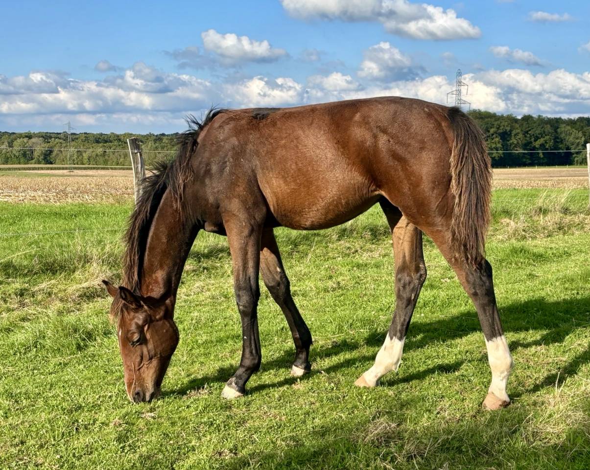 Mâle par Dollar du Rouet x Dollar du Mûrier 