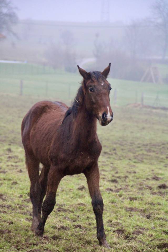 M&acirc;le par Dollar du Rouet x Dollar du M&ucirc;rier 