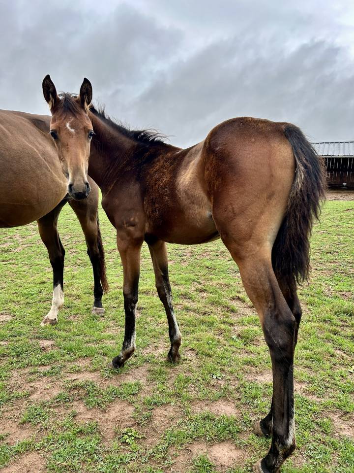 Pouliche par Stakkatol x Balou du Rouet