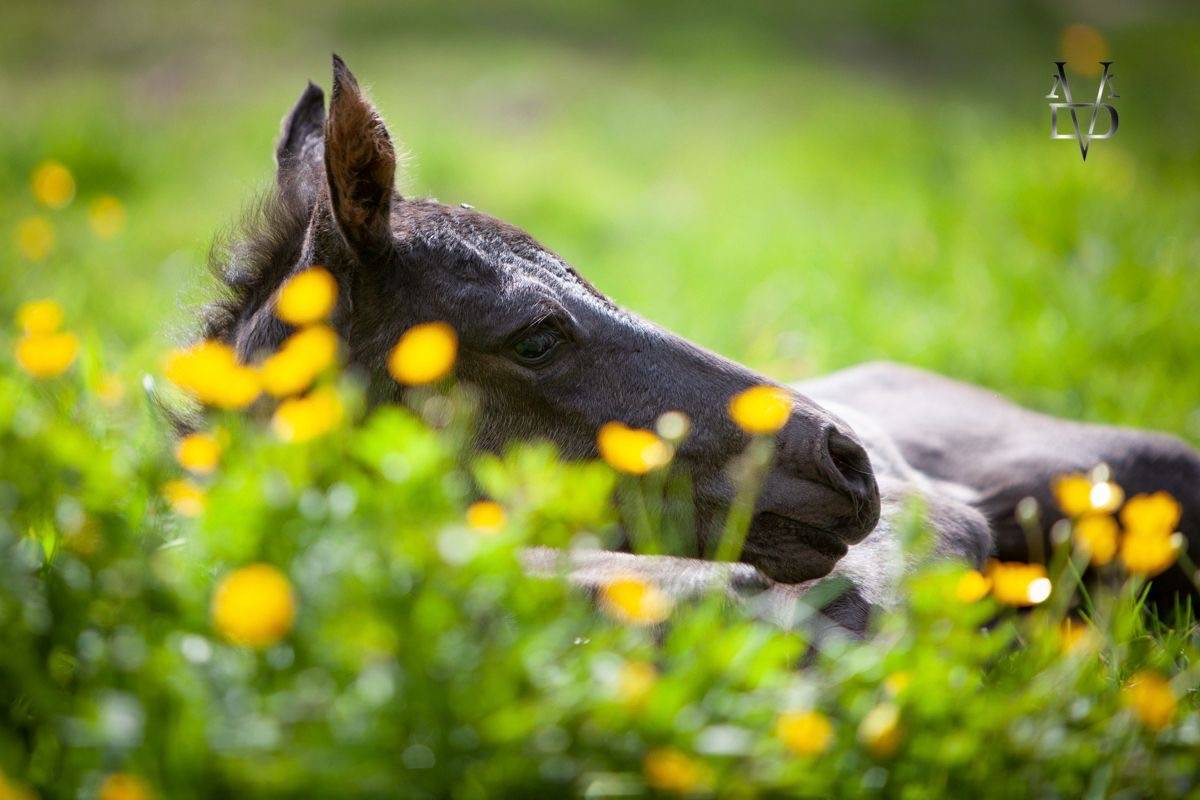 Pension pour chevaux au coeur du pays d'auge