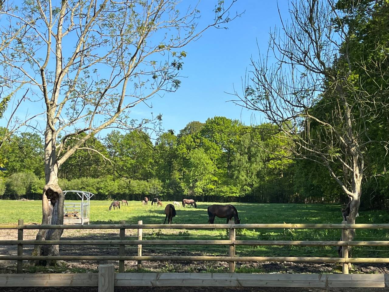 Pension pour chevaux au coeur du pays d'auge