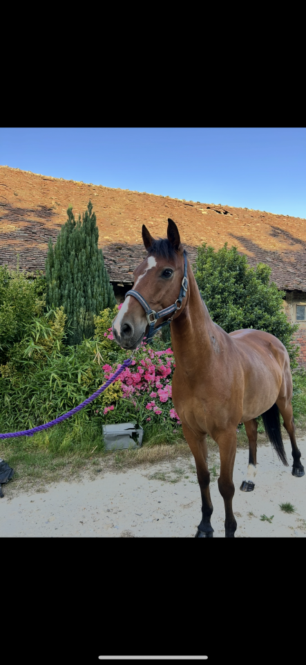 Poney de sport 