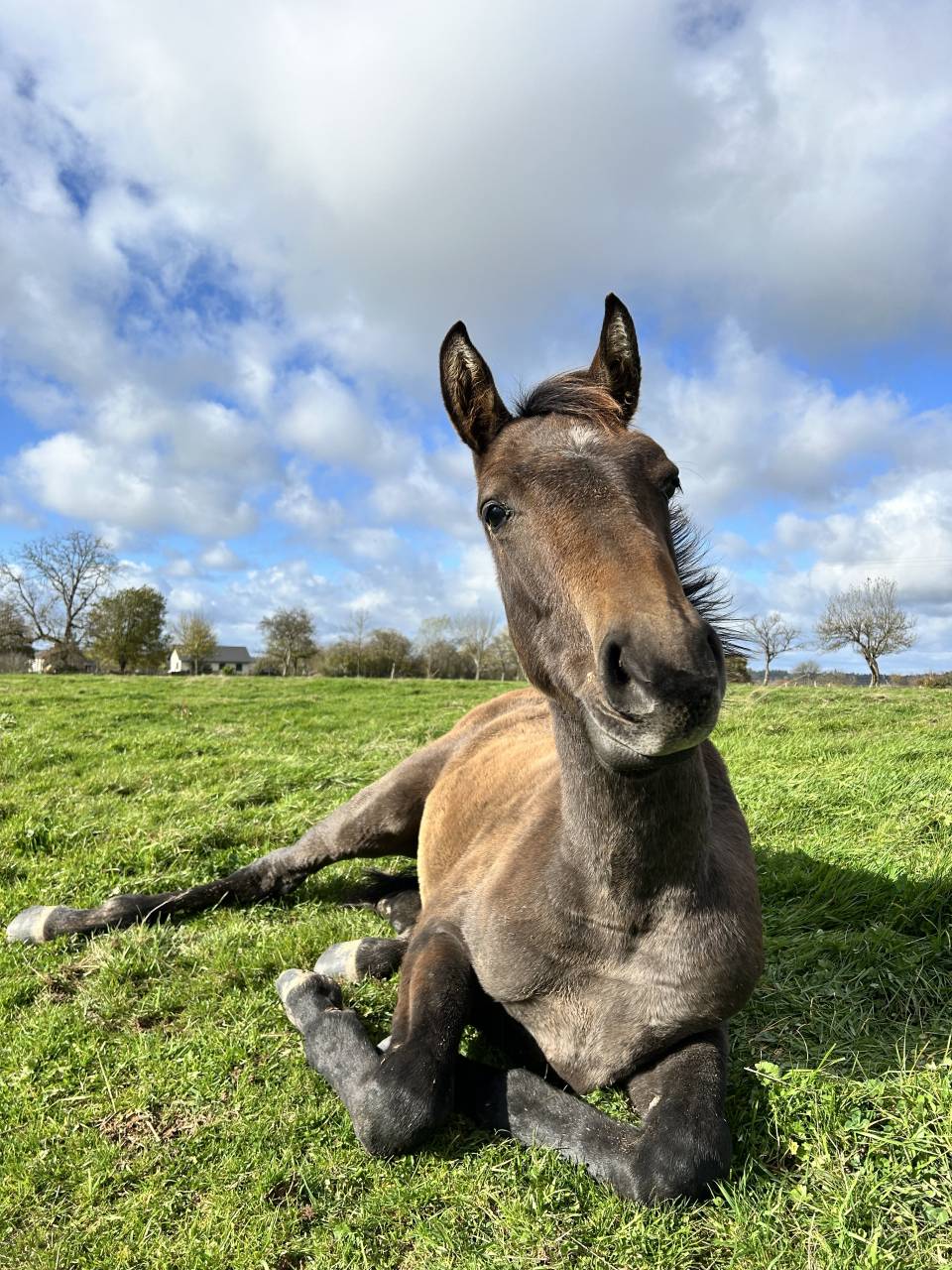 Mâle par Toèmme de Regor Z (Chacco Blue) x Canturo 