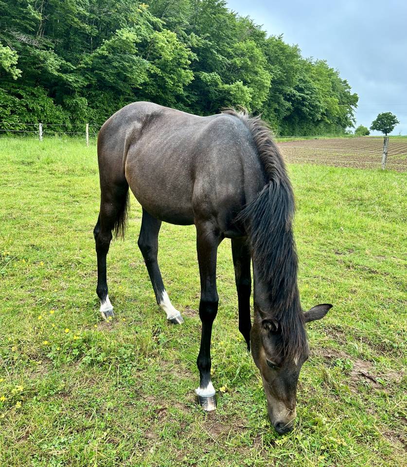 Pouliche par Hotshot CDL (Cicero Z) x Balou du rouet 