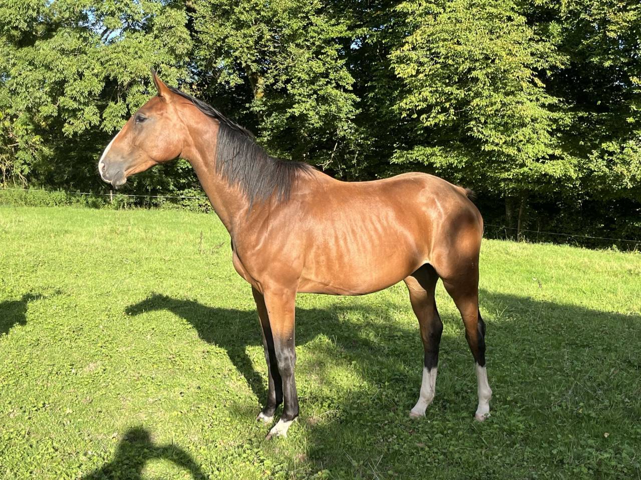 Jument Qlassic Bois Margot x Dollar du Murier 