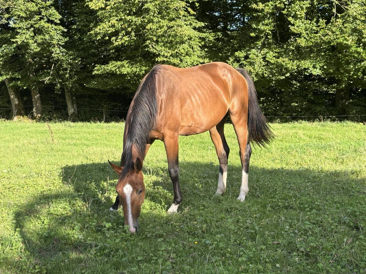 Jument Qlassic Bois Margot x Dollar du Murier 