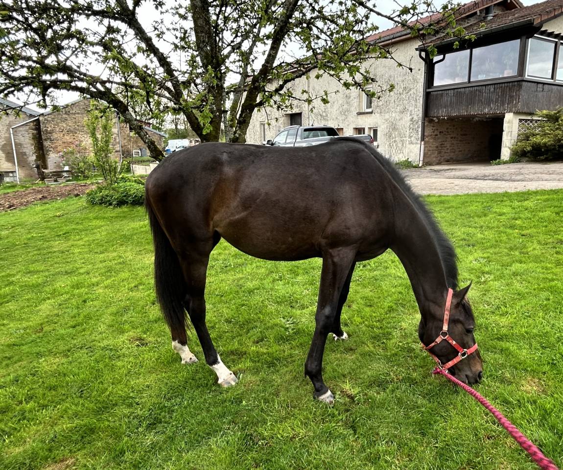 Jument El Barone 111 Z x Balou du Rouet