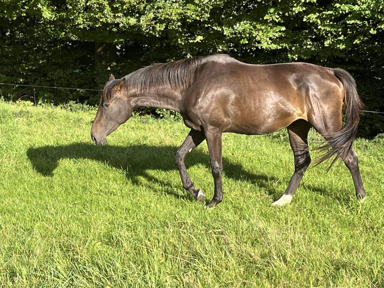 Jument El Barone 111 Z x Balou du Rouet