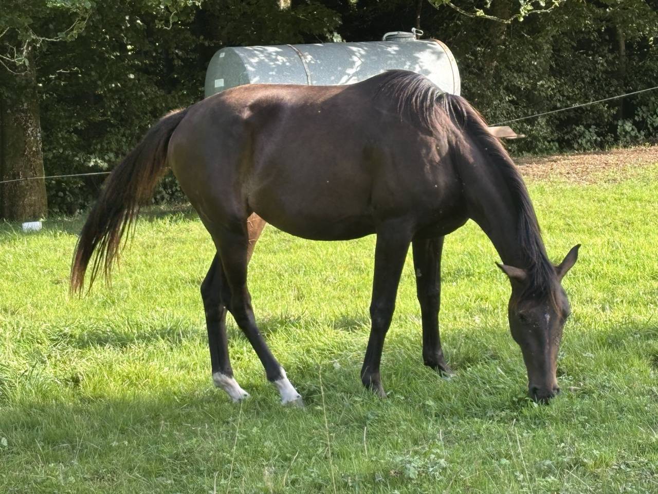 Jument El Barone 111 Z x Balou du Rouet