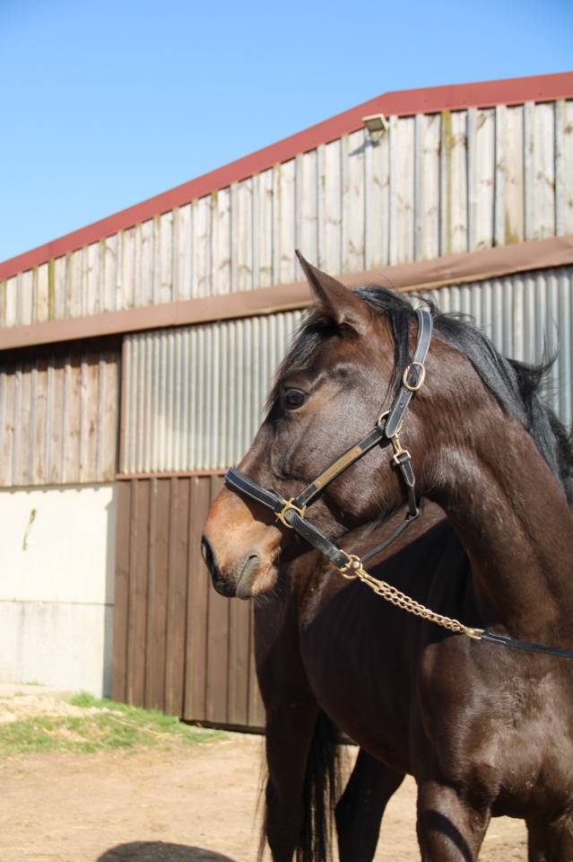 Jument El Barone 111 Z x Balou du Rouet