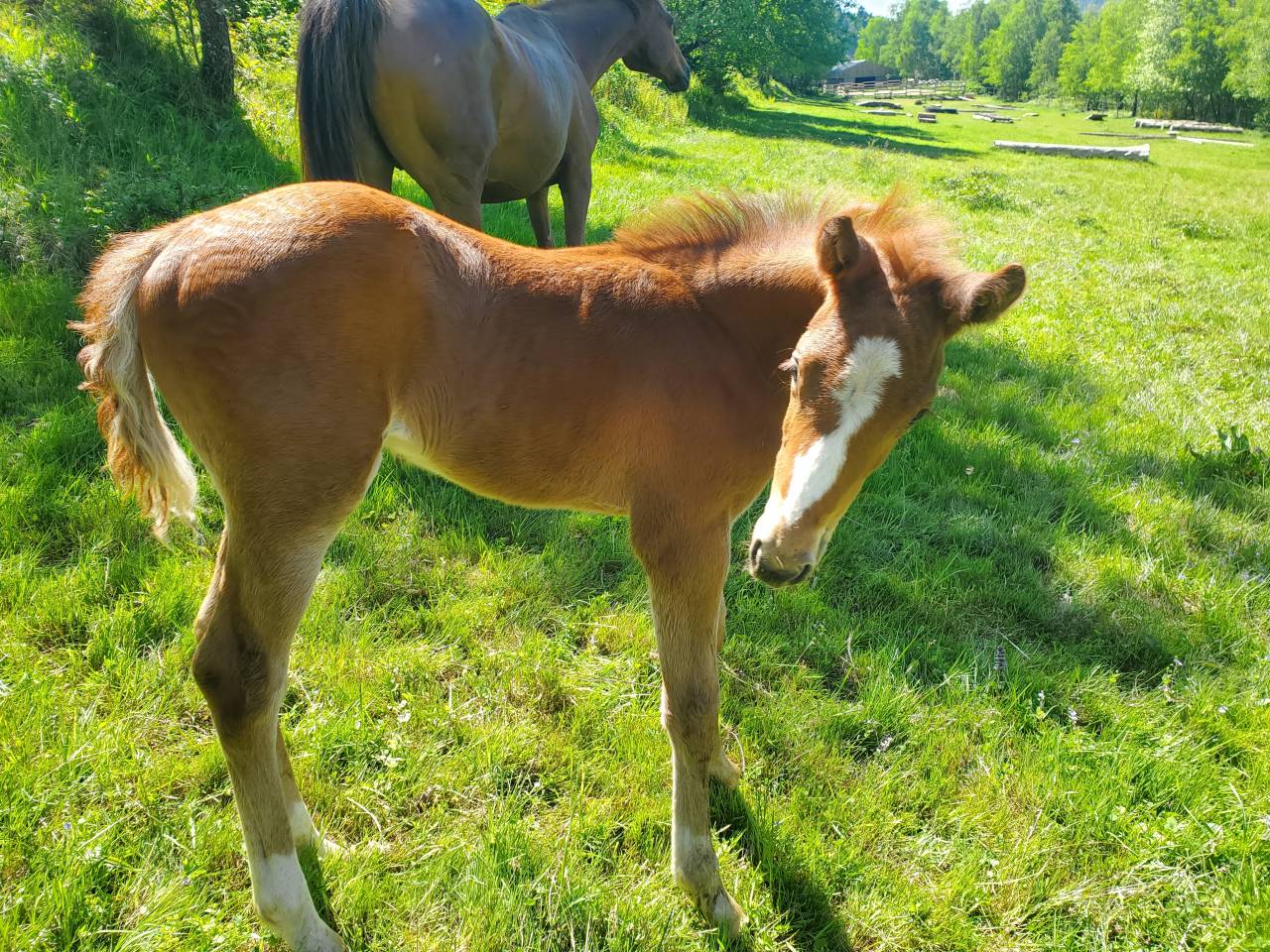 Poulain petit prix pour génétique exceptionnelle