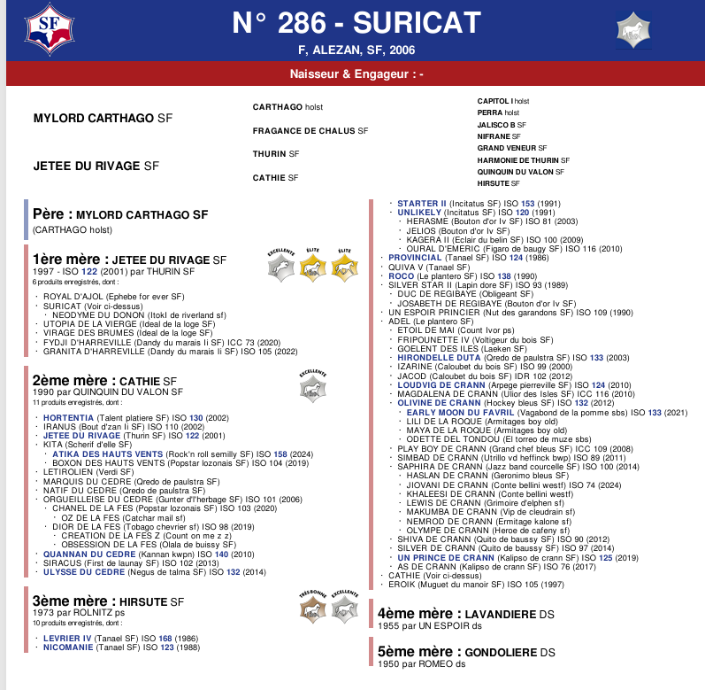 Poulain petit prix pour génétique exceptionnelle