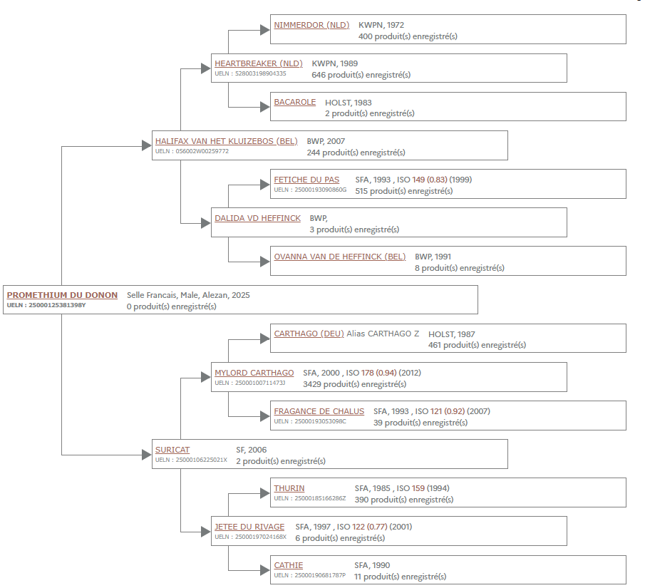 Poulain petit prix pour génétique exceptionnelle