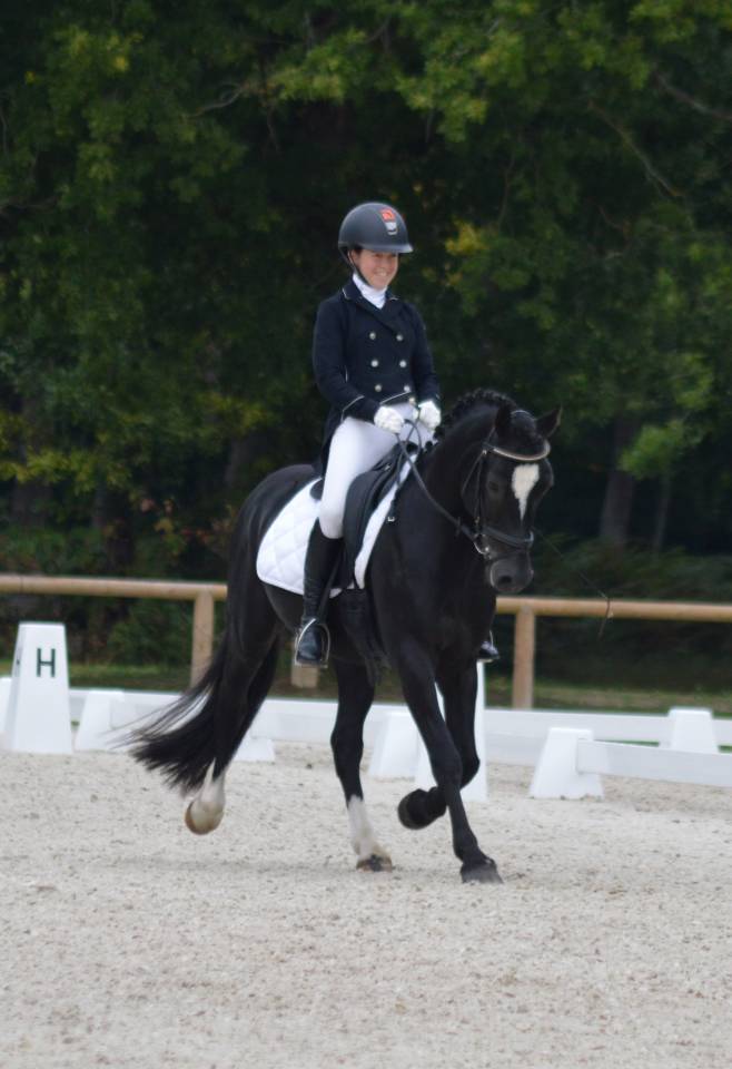 Etalon Welsh Cob D