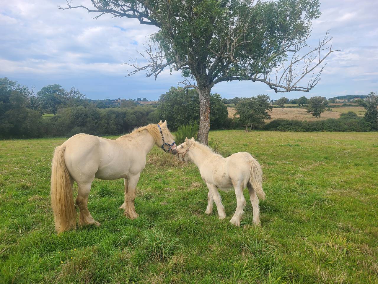 saillie IRISH COB PP perlino